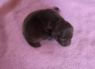 Les chiots de Braque allemand à poil court