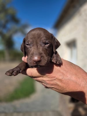 Les chiots de Braque allemand à poil court