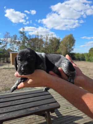 Les chiots de Braque allemand à poil court