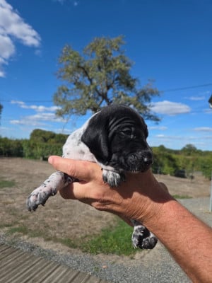 Les chiots de Braque allemand à poil court