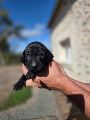 Les chiots de Braque allemand à poil court