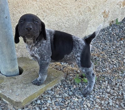 Les chiots de Braque allemand à poil court