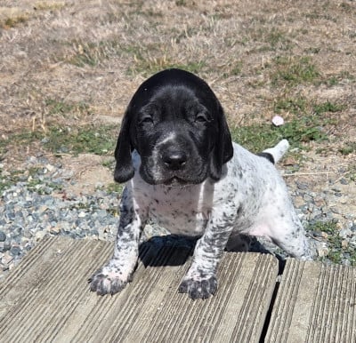 Les chiots de Braque allemand à poil court