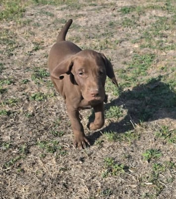 Les chiots de Braque allemand à poil court