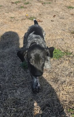 Les chiots de Braque allemand à poil court