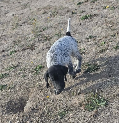 Les chiots de Braque allemand à poil court