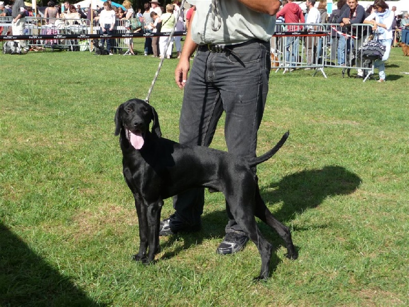 Flasch des Bek Noirs - 1er Excellent classe jeune-meilleur jeune-Meilleur jeune du 7ème groupe