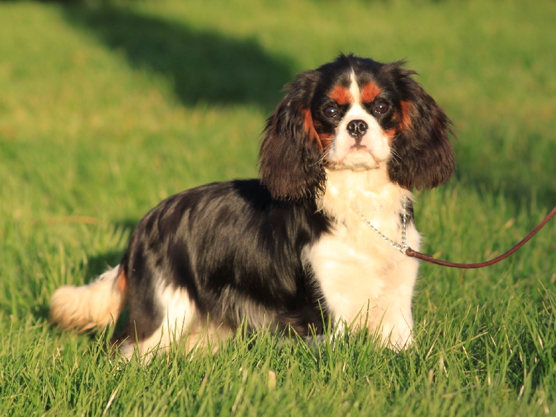 It's a new day du clos d'Arlequin