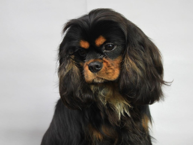 CH. James du clos d'Arlequin