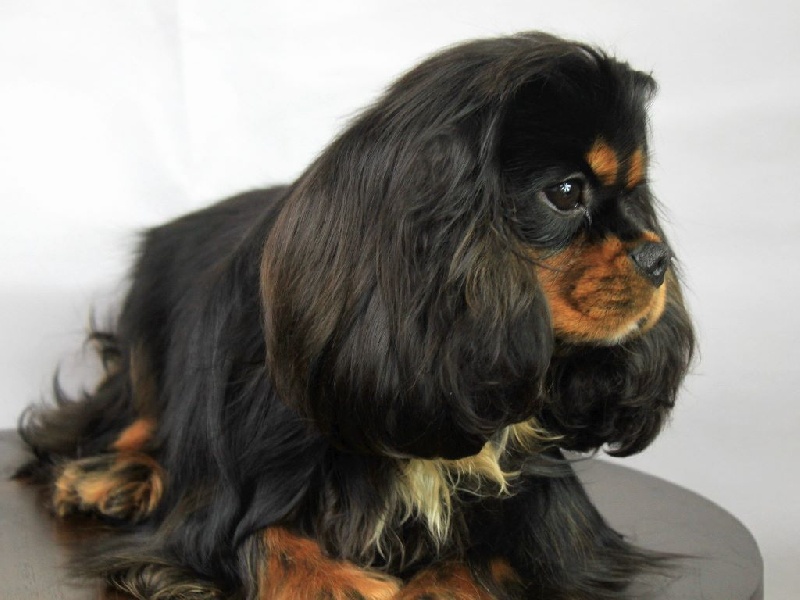 CH. James du clos d'Arlequin