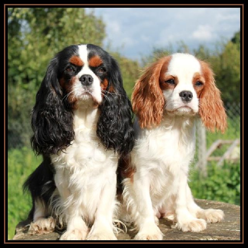 Gold and wood du clos d'Arlequin