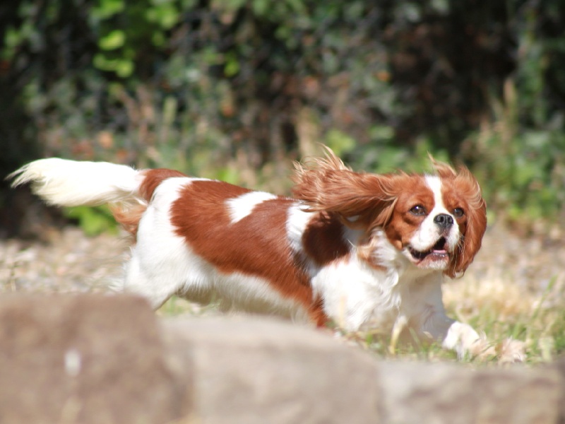 Glam slam du clos d'Arlequin