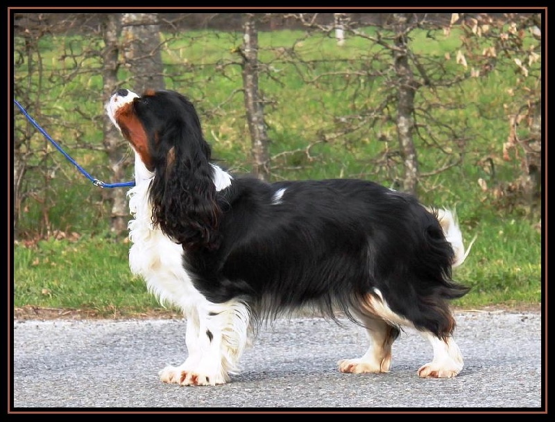 First in show du clos d'Arlequin