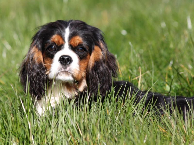 Incroyable destin du clos d'Arlequin