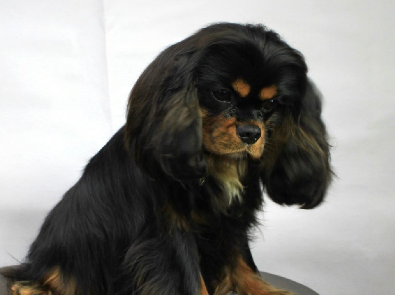 CH. James du clos d'Arlequin