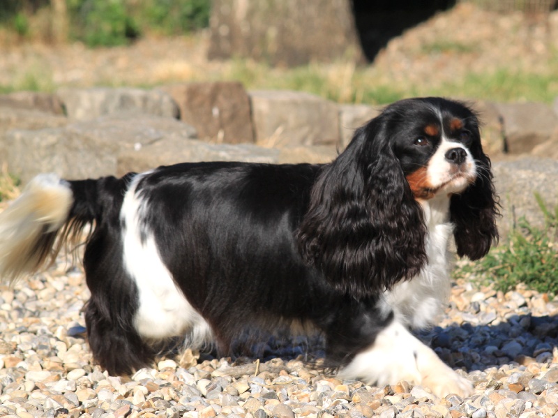 First in show du clos d'Arlequin