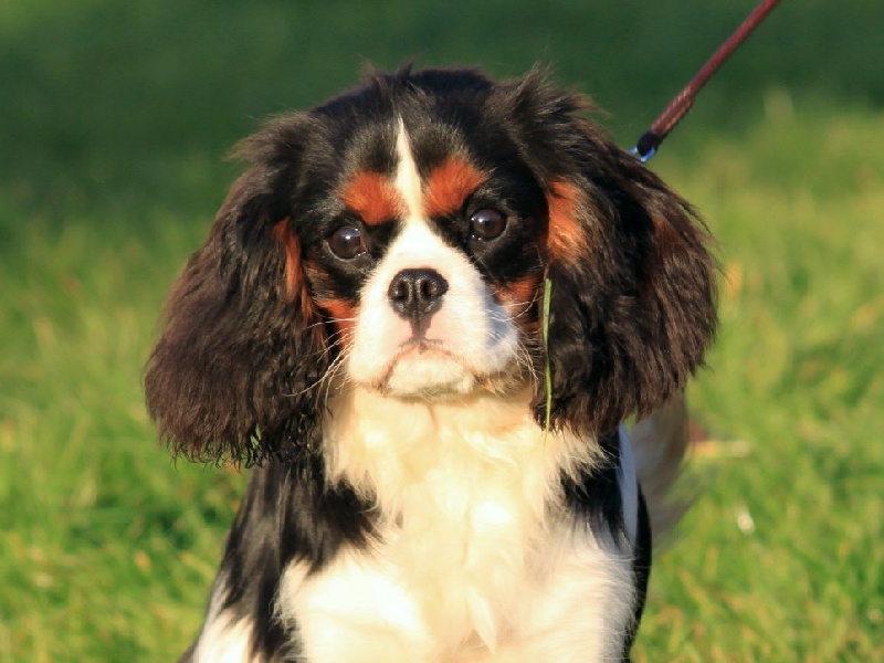 It's a new day du clos d'Arlequin