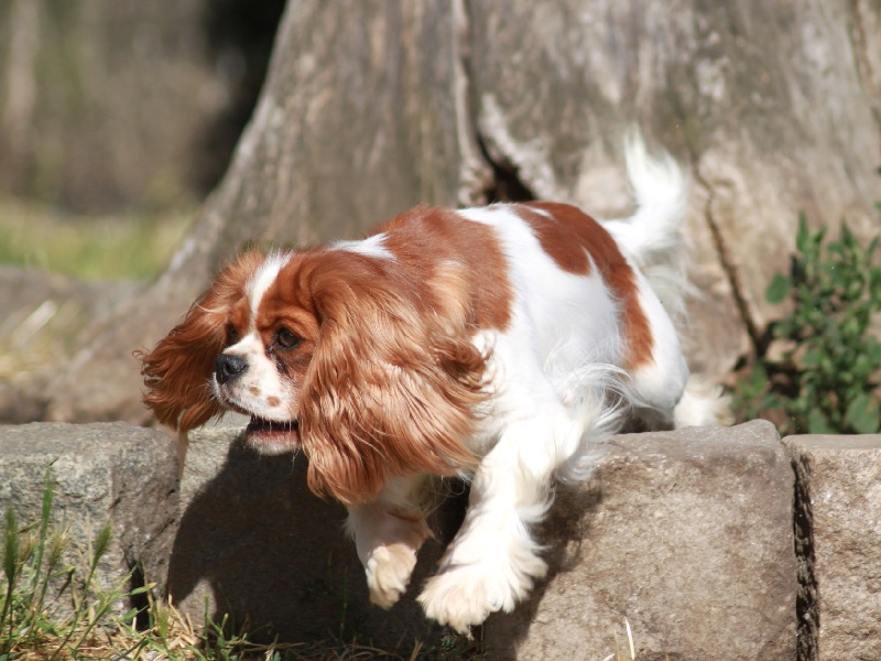Glam slam du clos d'Arlequin