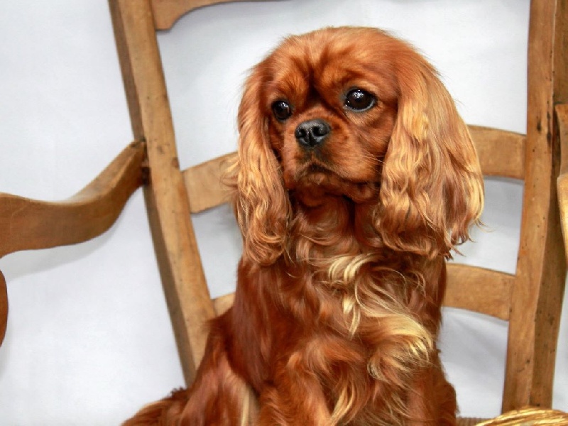 Hi tequila du clos d'Arlequin