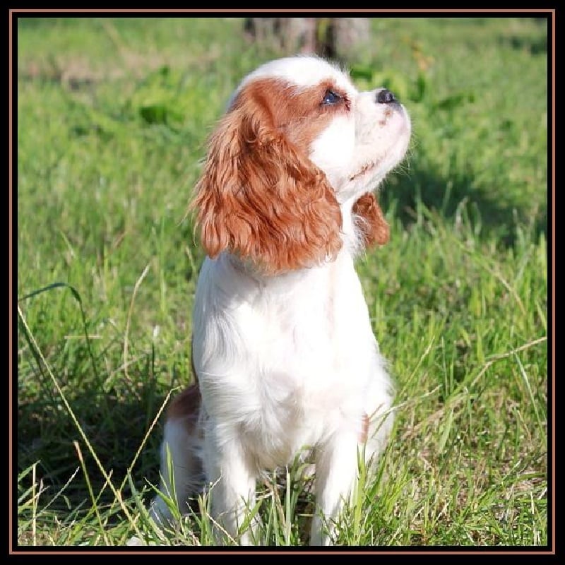 Gold and wood du clos d'Arlequin