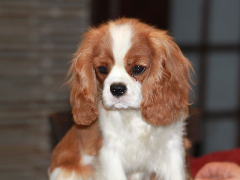 Jackson du clos d'Arlequin