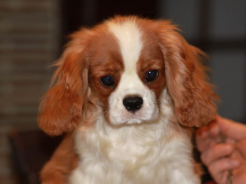 Jackson du clos d'Arlequin