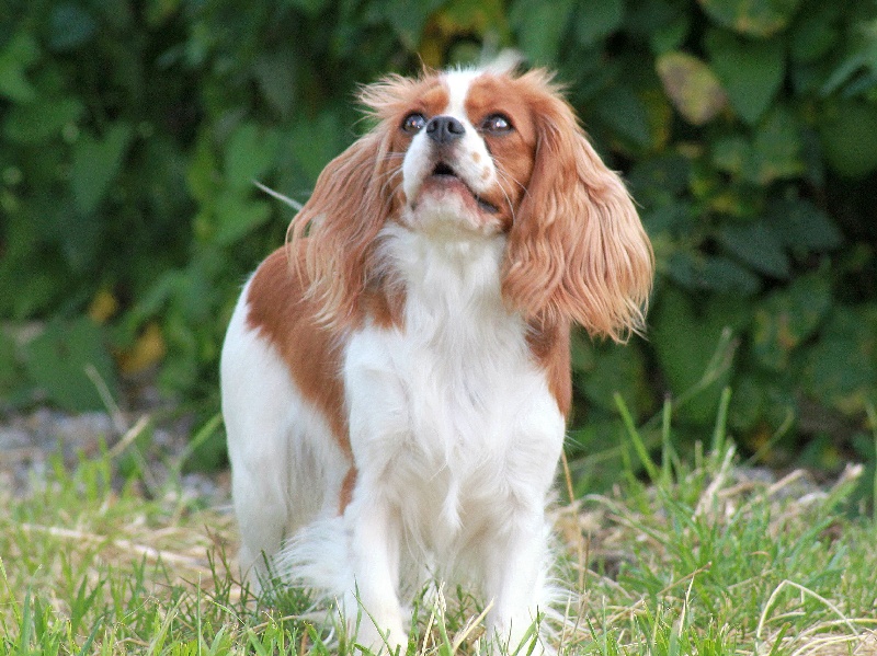 Glam slam du clos d'Arlequin