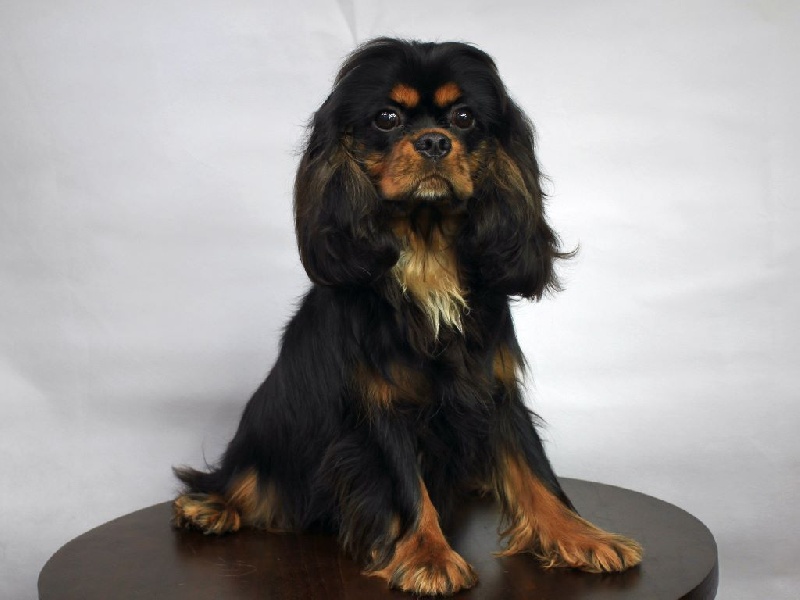 CH. James du clos d'Arlequin