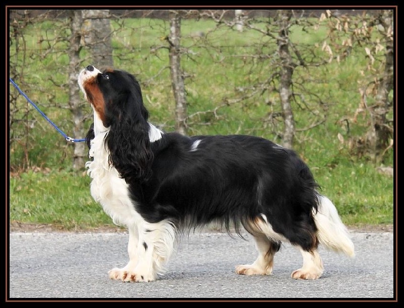 First in show du clos d'Arlequin