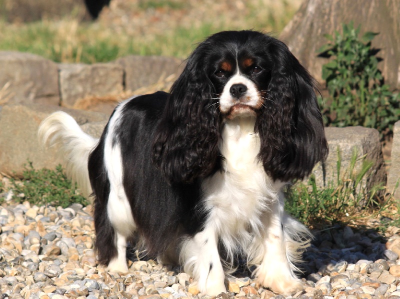 First in show du clos d'Arlequin