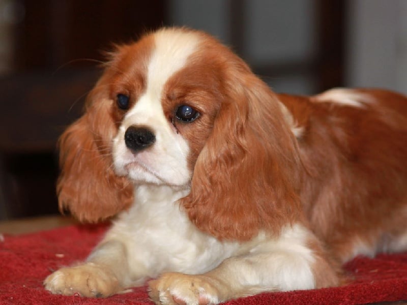 Jackson du clos d'Arlequin