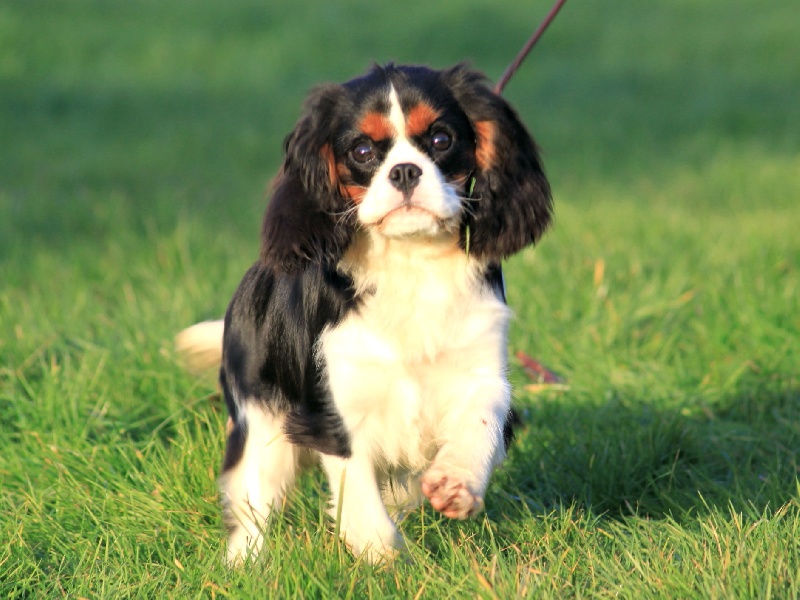 It's a new day du clos d'Arlequin