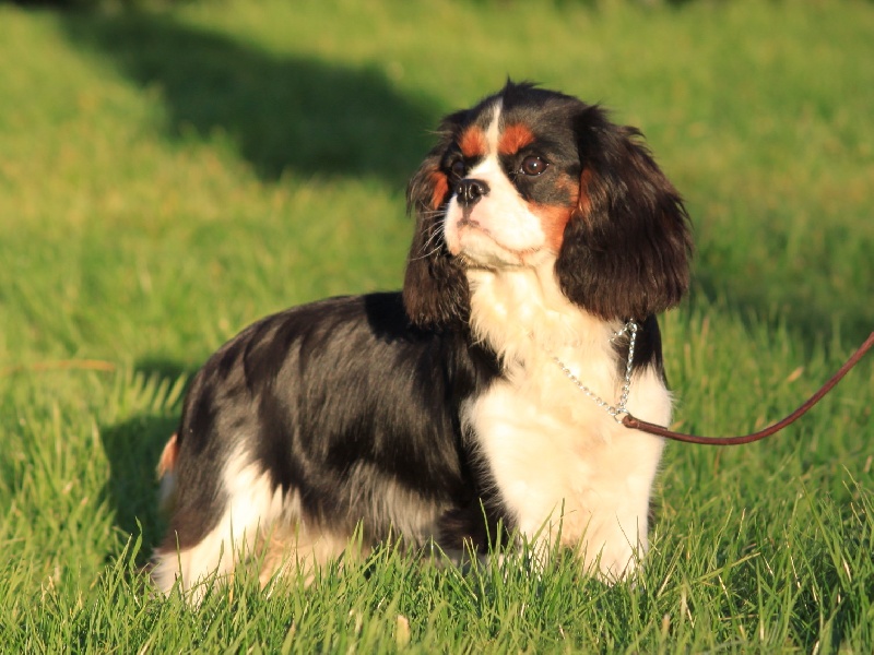 It's a new day du clos d'Arlequin