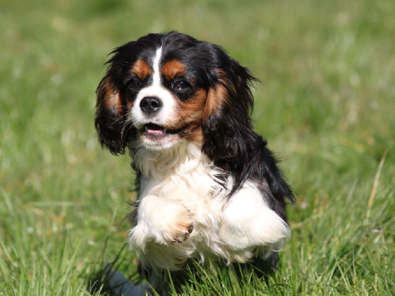 Incroyable destin du clos d'Arlequin