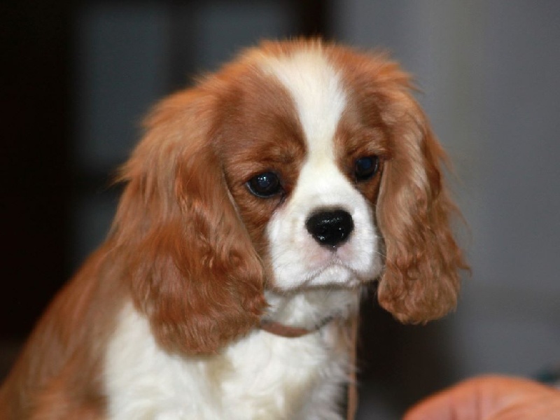 Jackson du clos d'Arlequin