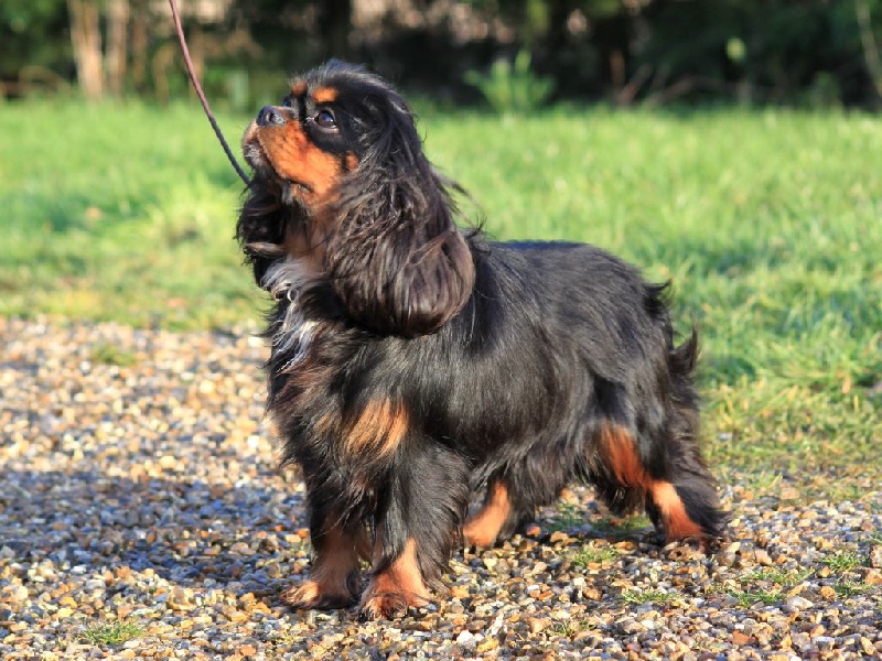 CH. James du clos d'Arlequin