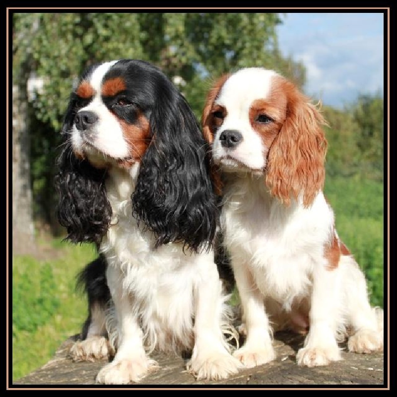 Gold and wood du clos d'Arlequin