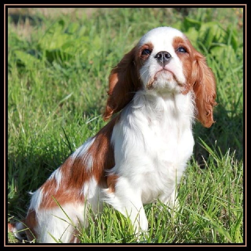 Gold and wood du clos d'Arlequin