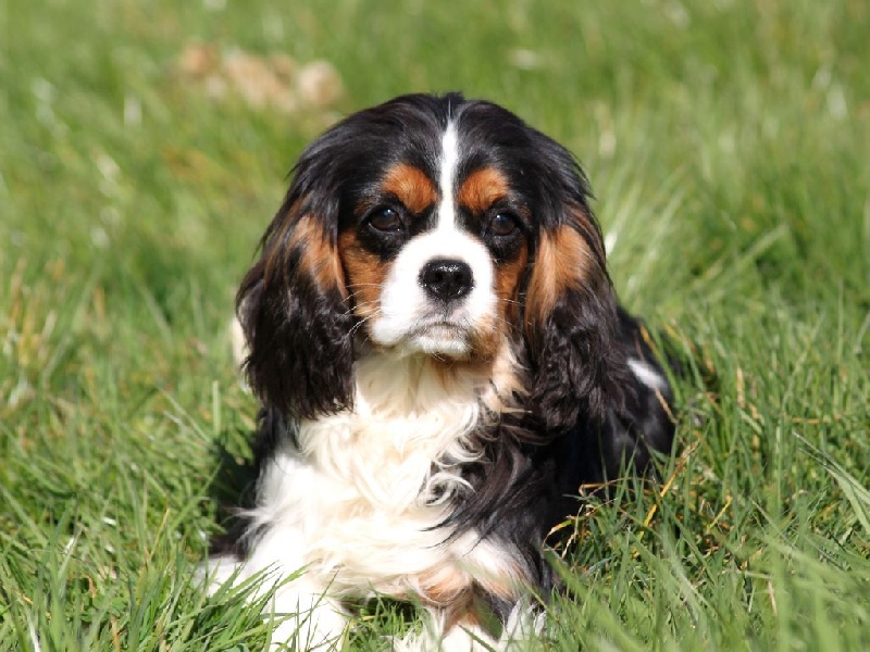 Incroyable destin du clos d'Arlequin