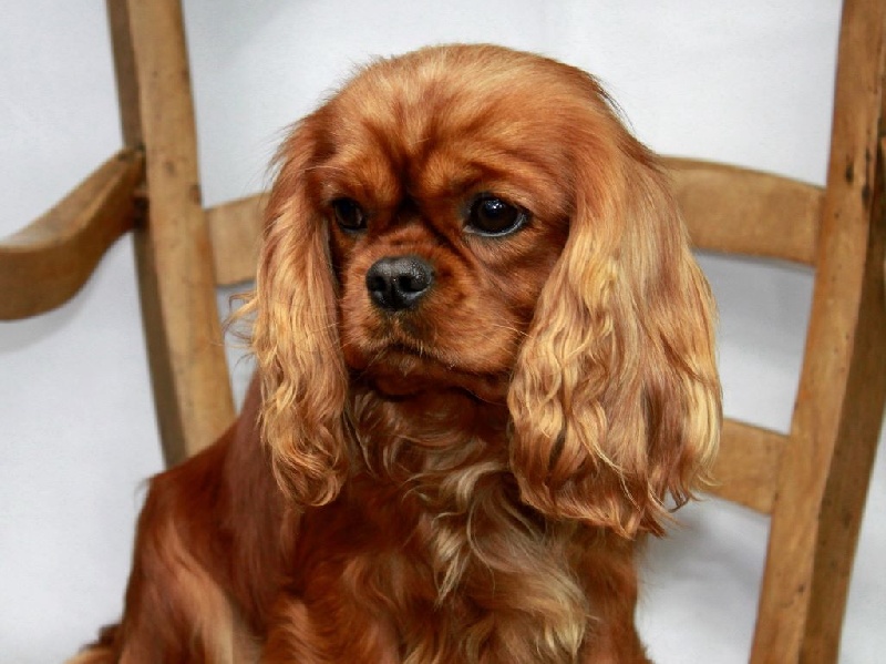 Hi tequila du clos d'Arlequin