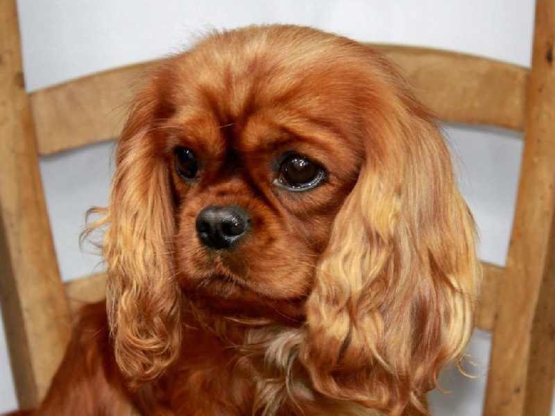 Hi tequila du clos d'Arlequin