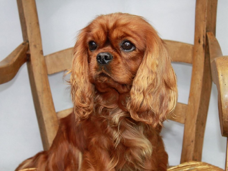 Hi tequila du clos d'Arlequin