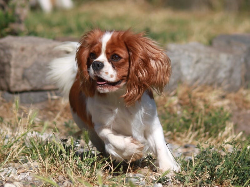 Glam slam du clos d'Arlequin