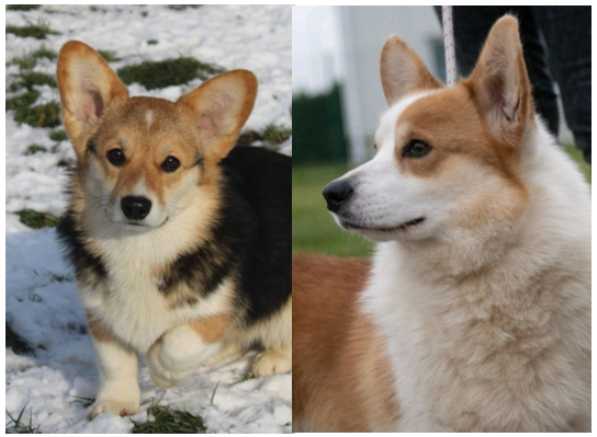 Chiot Welsh Corgi Pembroke