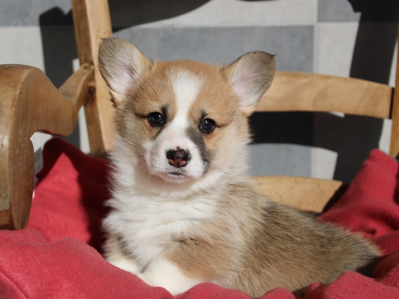 Welsh Corgi Pembroke - du clos d'Arlequin