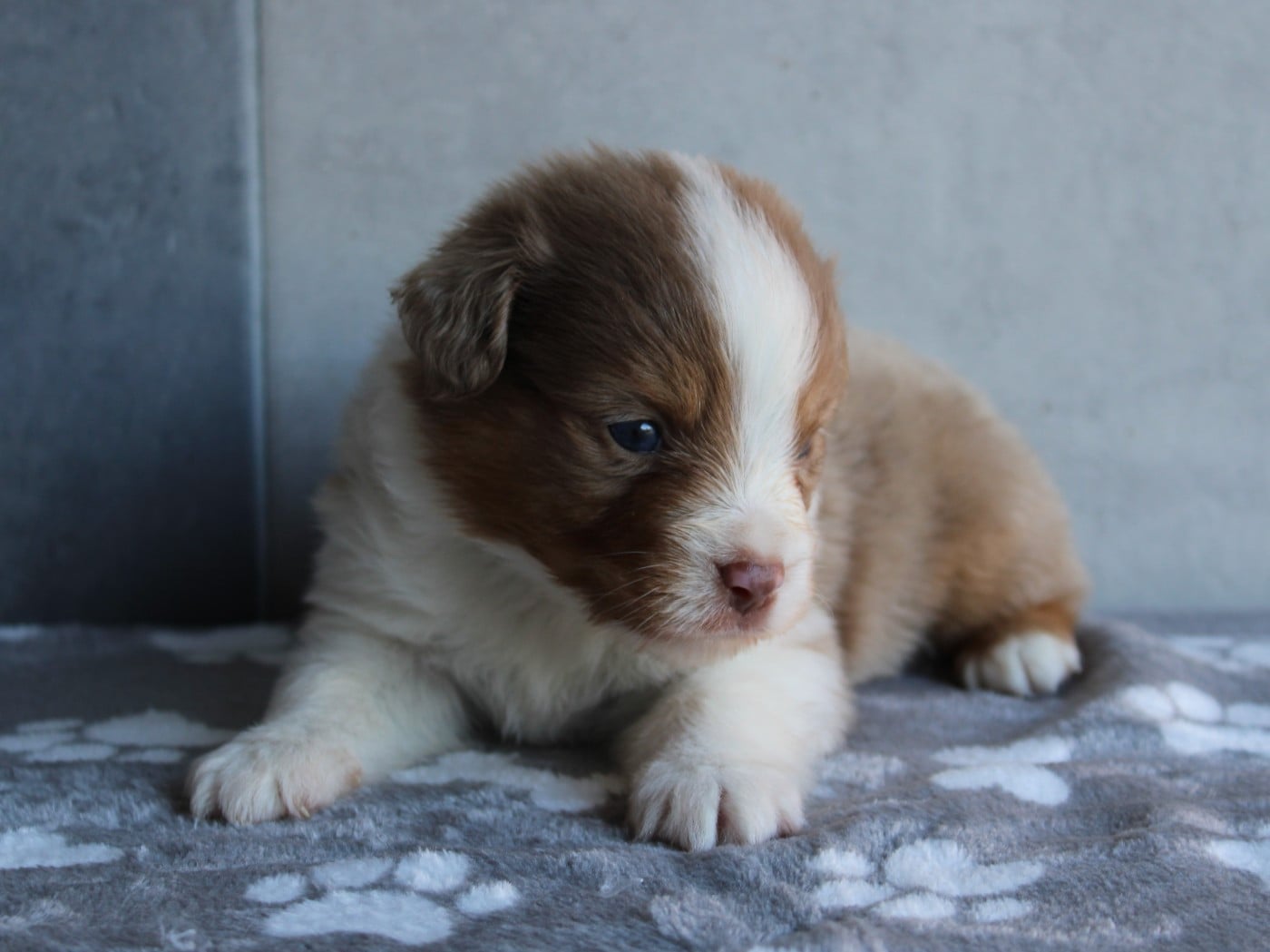 Chiot N°1
