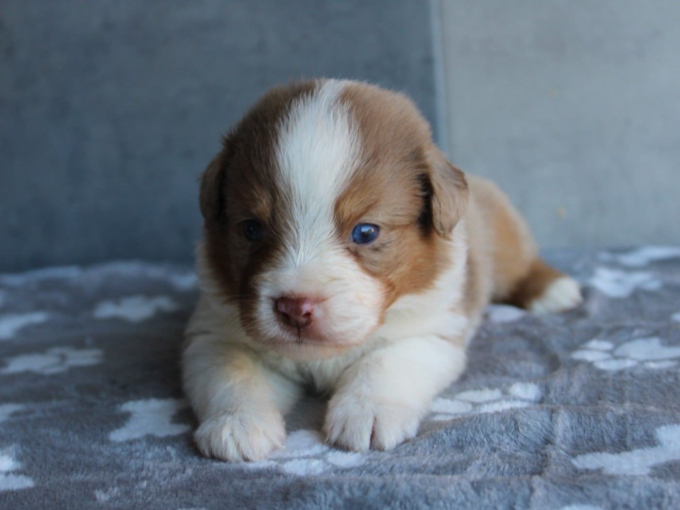 Chiot N°1