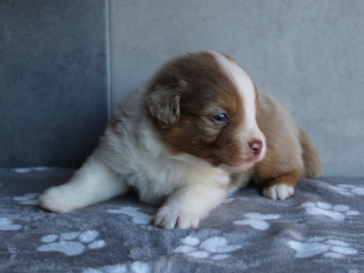 Chiot N°1