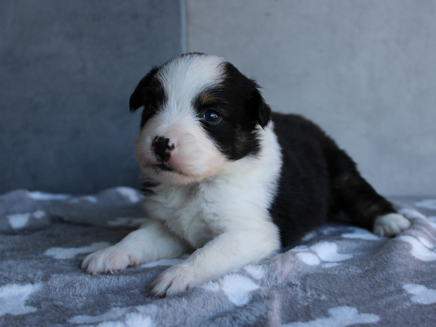 Chiot N°2