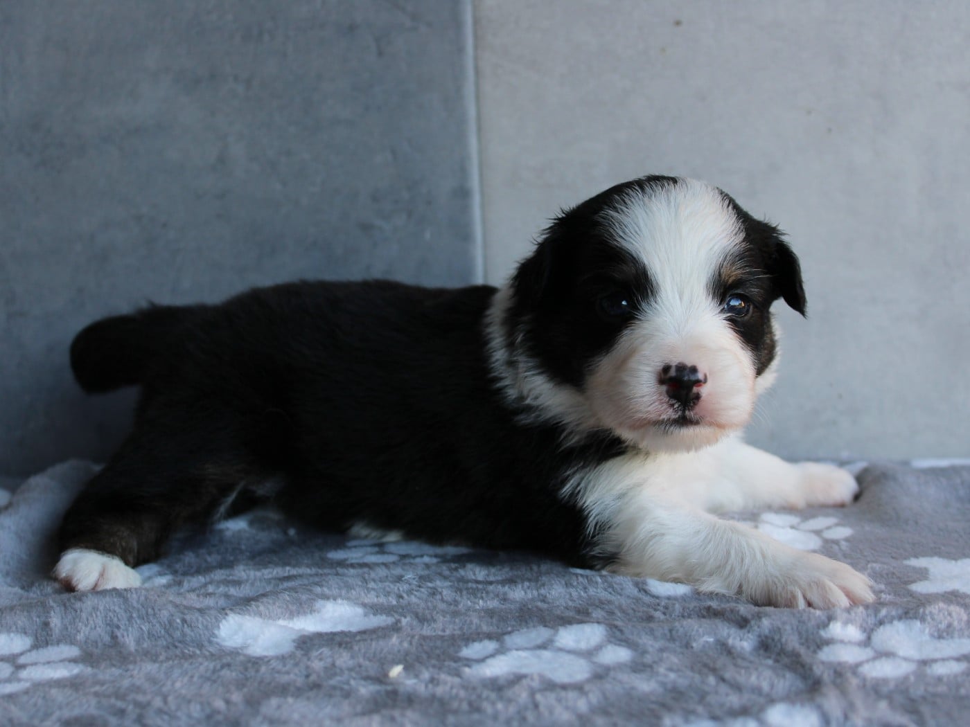Chiot N°2